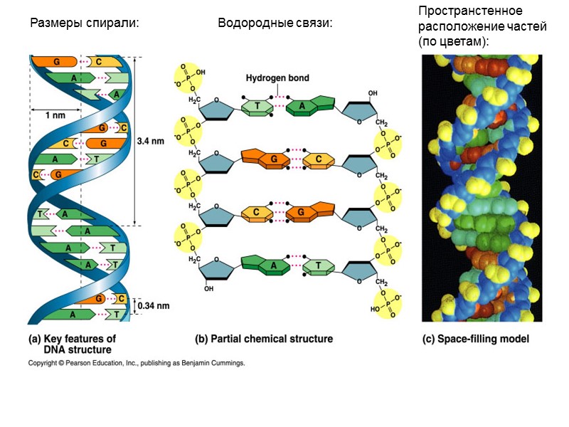 Размеры спирали: Водородные связи: Пространстенное расположение частей (по цветам):